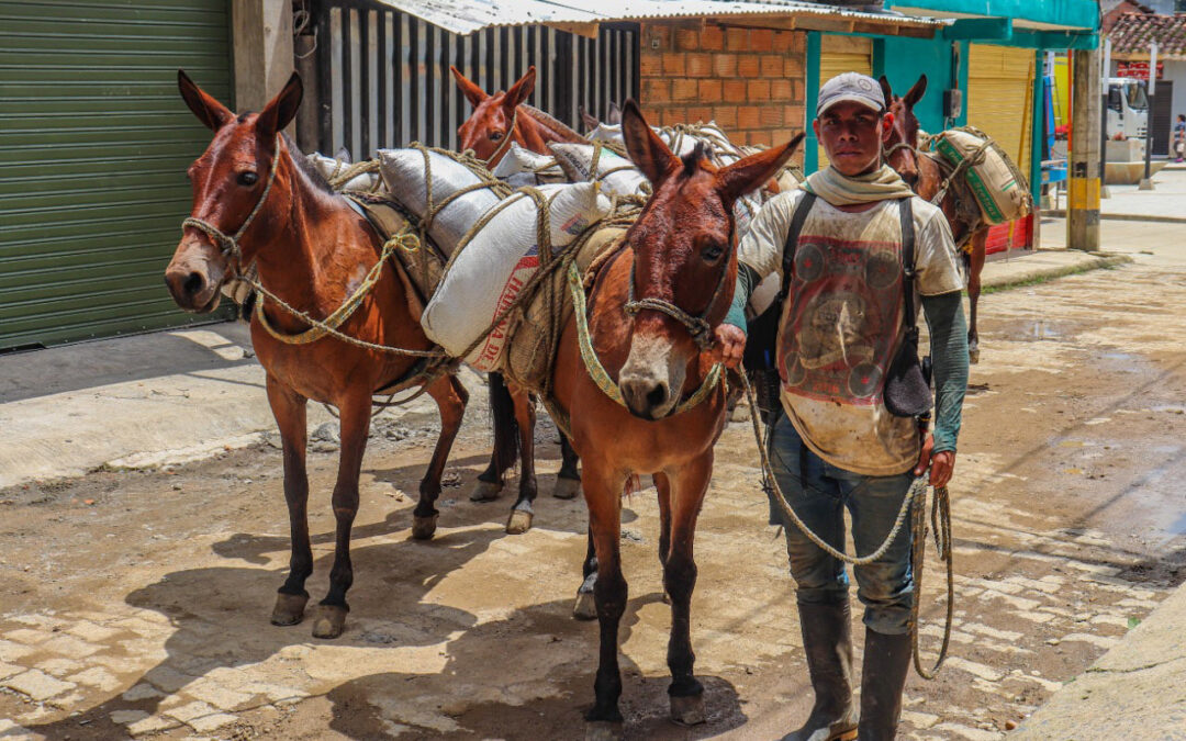 ¿Cómo podemos ayudar a los caballos y a sus dueños en Colombia?